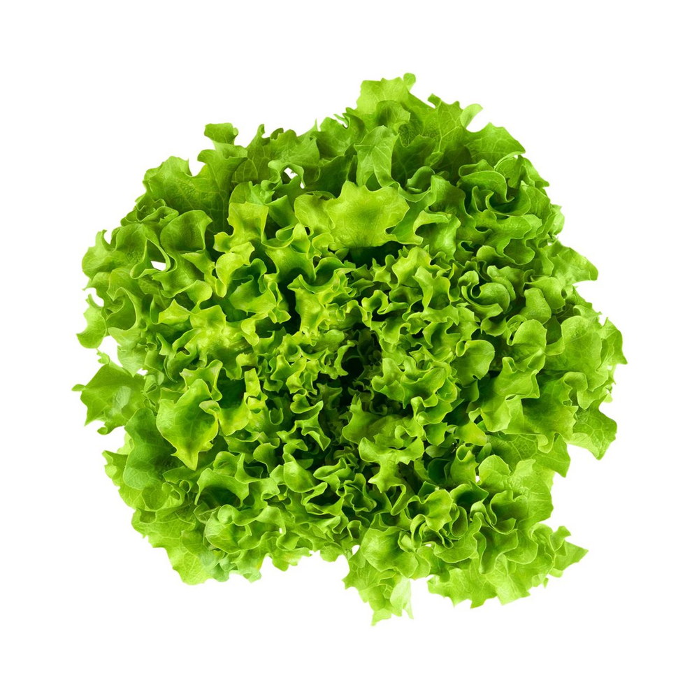 Salade Batavia Verte