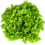 Salade Batavia Verte pc