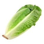 Salade Romaine pc